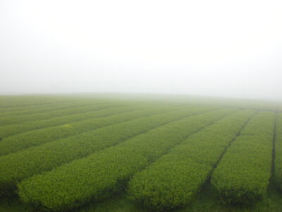 Matcha growing in open fields with a morning mist lying over the rows of lush green plants.