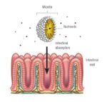 LIPOSOMAL MICELLE DELIVERY SYSTEM SYNERCHII uses an advanced liposomal micelle delivery system to improve absorption of nutrients into the body. Instead of passing through the body like the majority of commercial supplements, SYNERCHII products are water soluble and easily absorbed by the body.